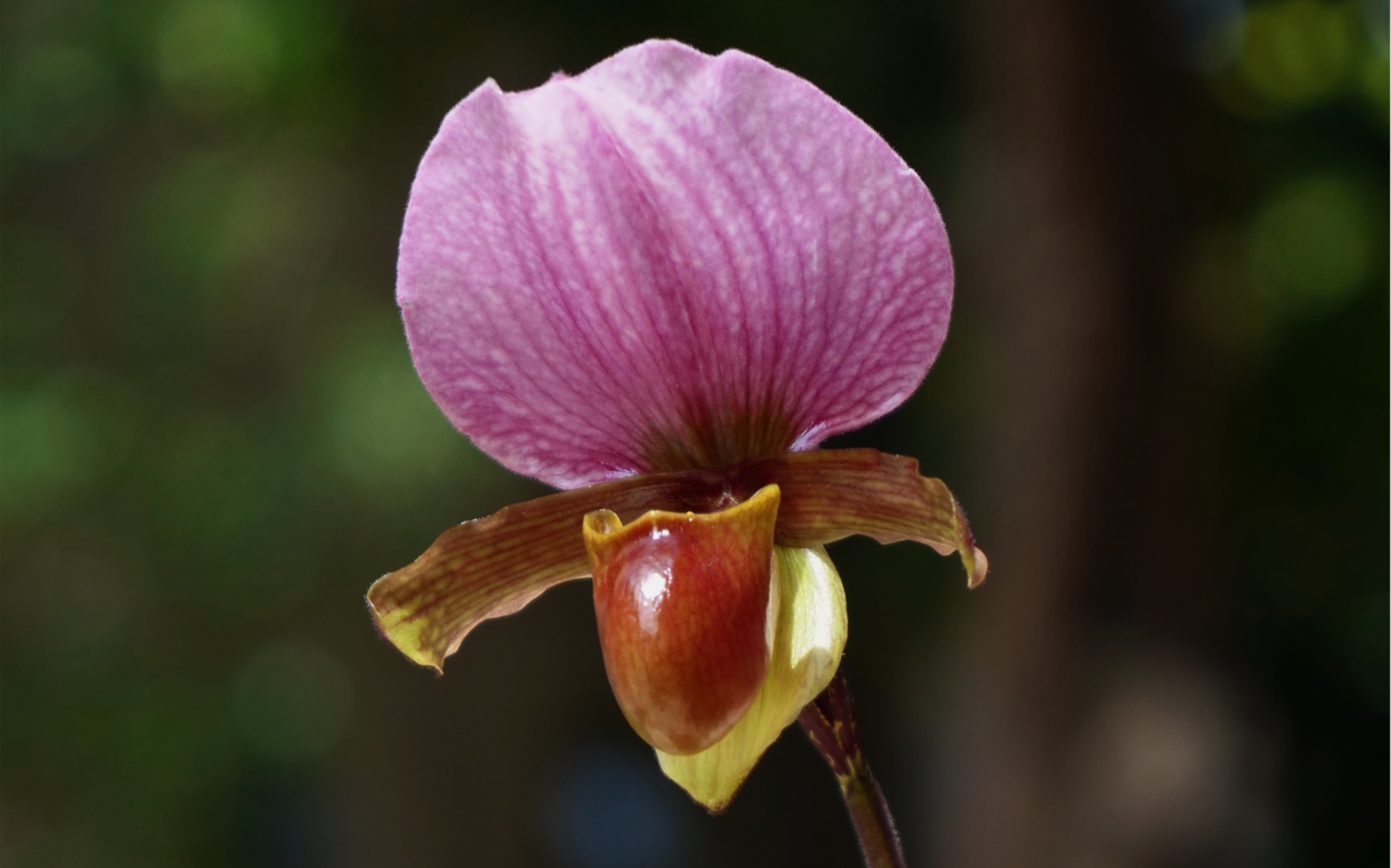 红旗兜兰20221007