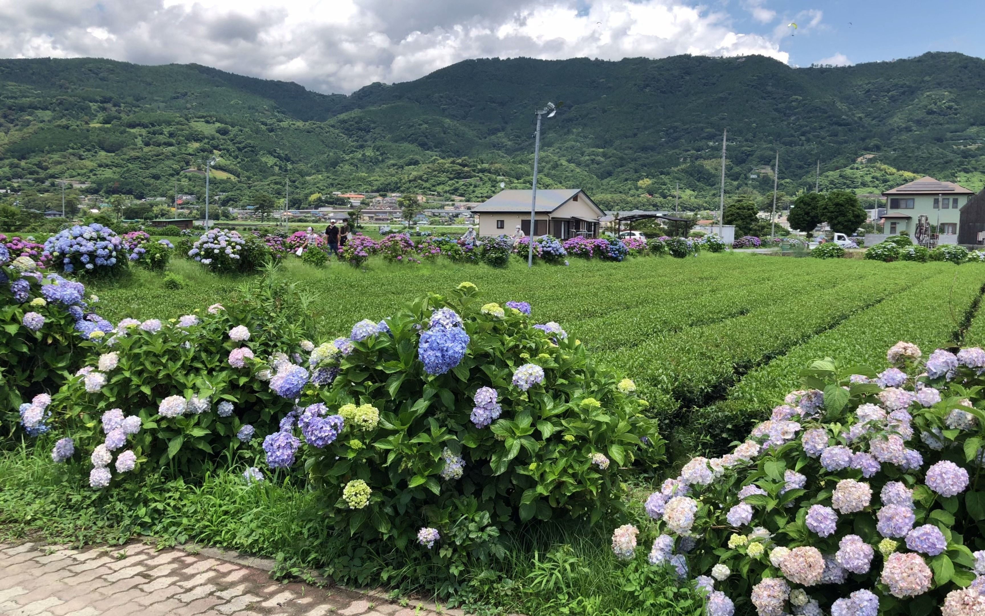 [图]错过樱花季，还有紫阳花季。推荐一个小众但是超级漂亮的紫阳花圣地。