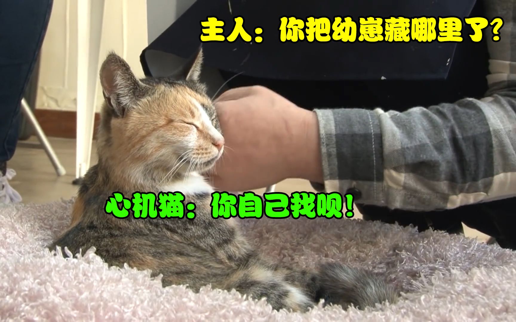 猫妈妈生完孩子1个月,幼崽却“消失”了,主人装上监控才明白!哔哩哔哩bilibili