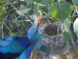 Скачать видео: 蓝胸佛法僧袭击黄鹂鸟的鸟窝，捉走两只雏鸟，漂亮的黄鹂鸟要空巢了