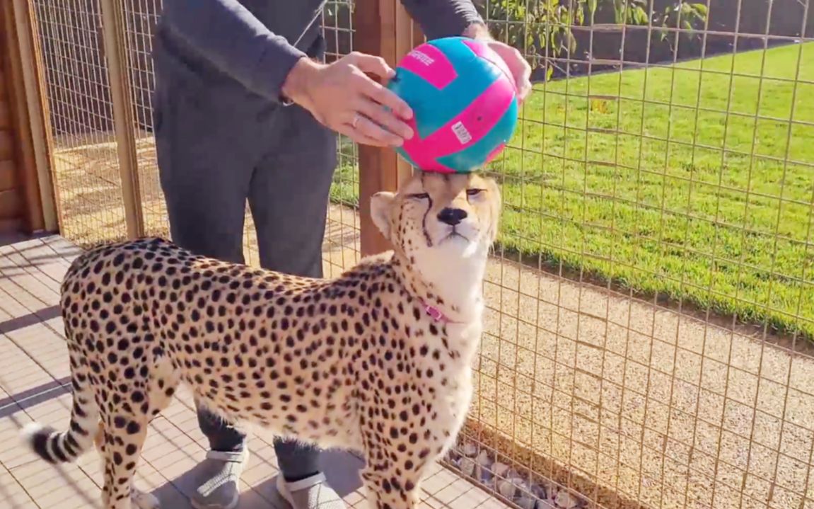 猎豹格尔达踢球有天赋吗