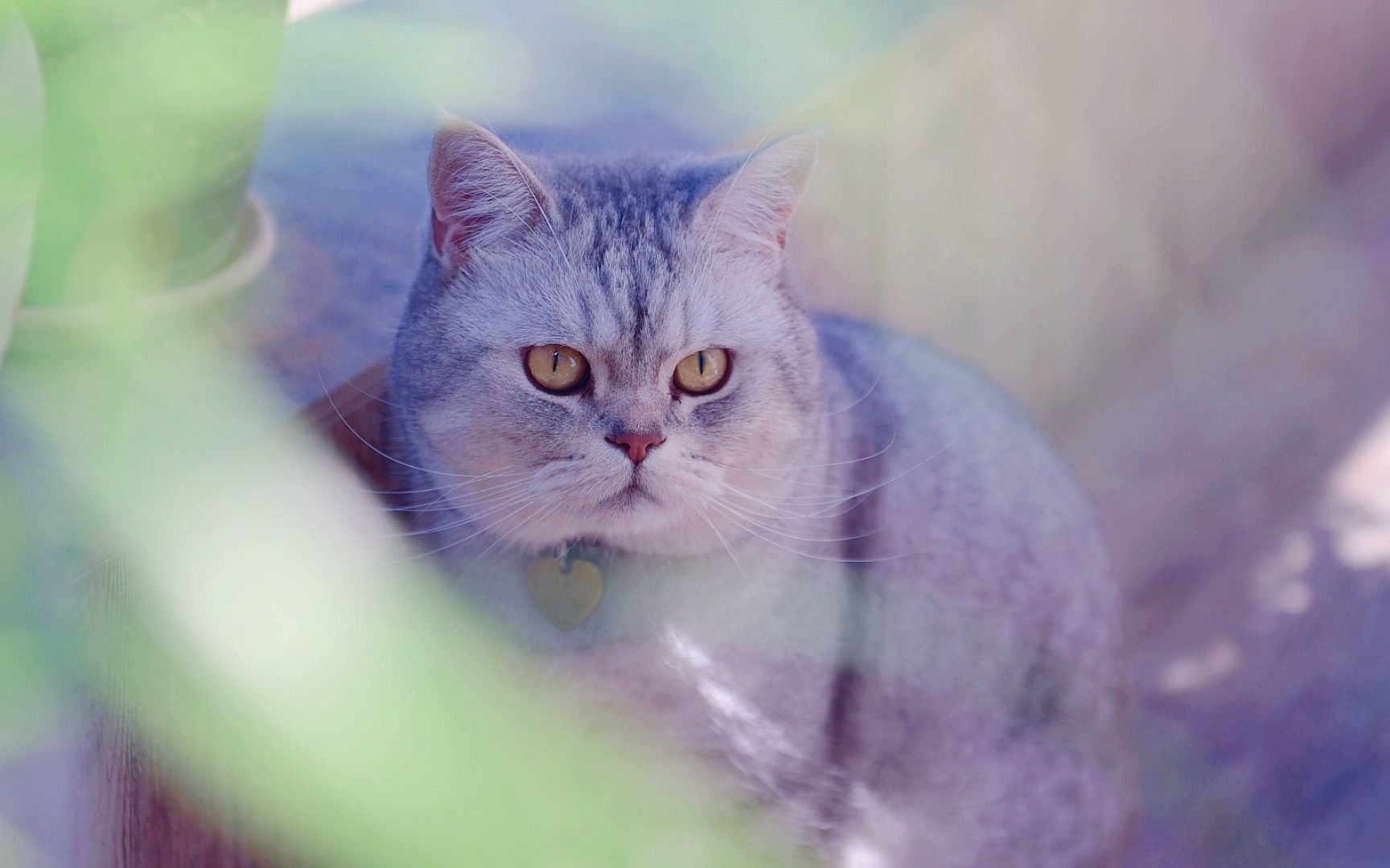 活动作品铁憨憨英短银渐层罗春天时候是最精神的胖胖乎乎的很可爱