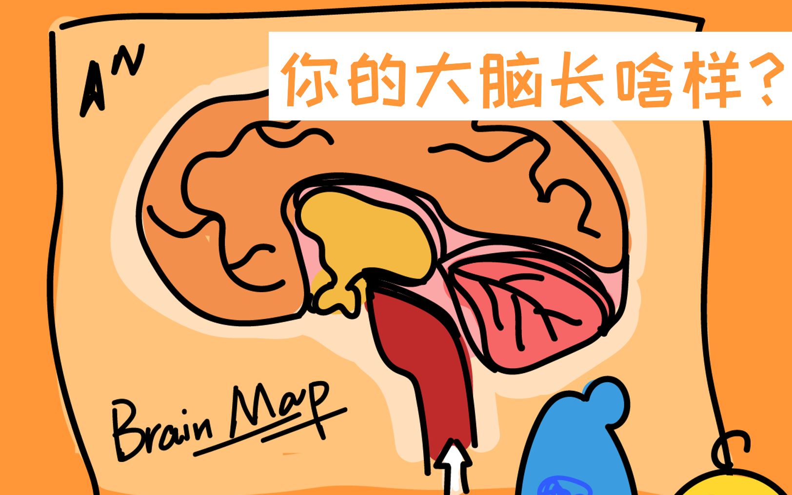 你的大脑长啥样?最靠谱的脑科学科普up告诉你!哔哩哔哩bilibili