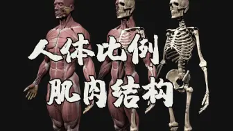 【干货人体教程】简单粗暴学人体！，小白最需要的人体教学，别说你还不会做人！！！
