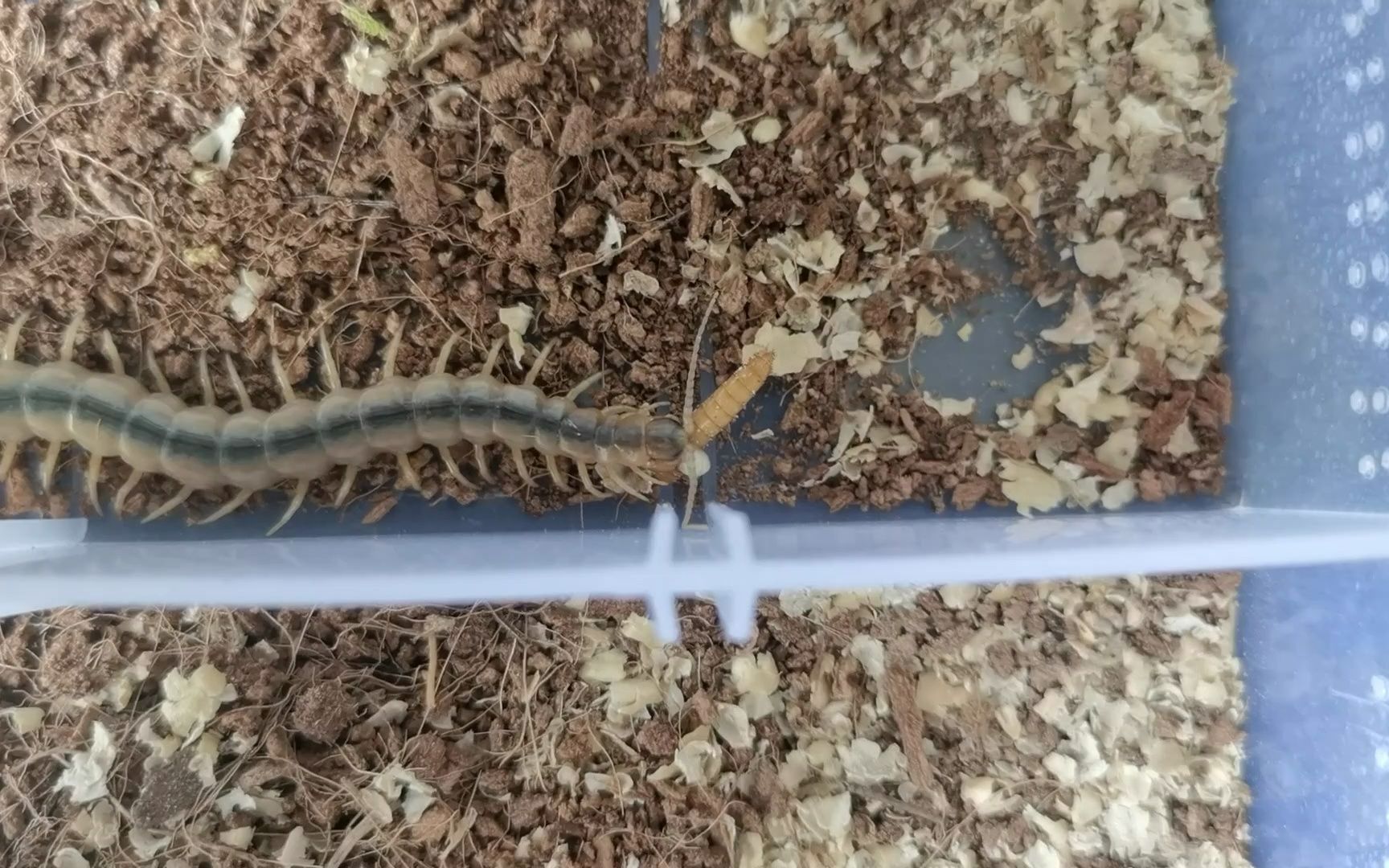 平耳孔蜈蚣一口直接爆浆