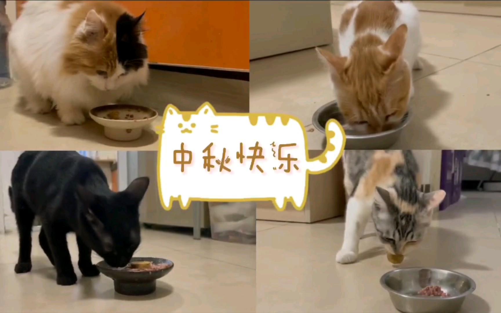 [图]【人大猫咪】十五的月亮十六圆 寄养家庭的小猫咪吃“月饼”啦～