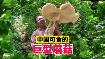 Download Video: 中国可食的“巨型蘑菇”有哪些