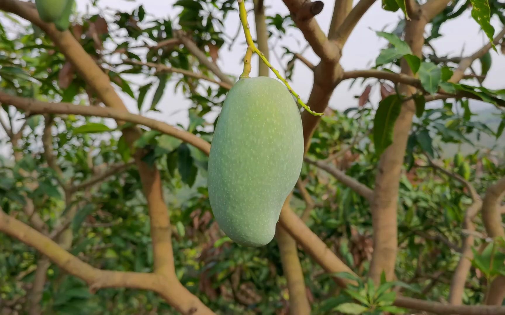 雷三姨正宗广西百色田东桂七芒果园山坡红土种植皮青肉黄香气独特味甜