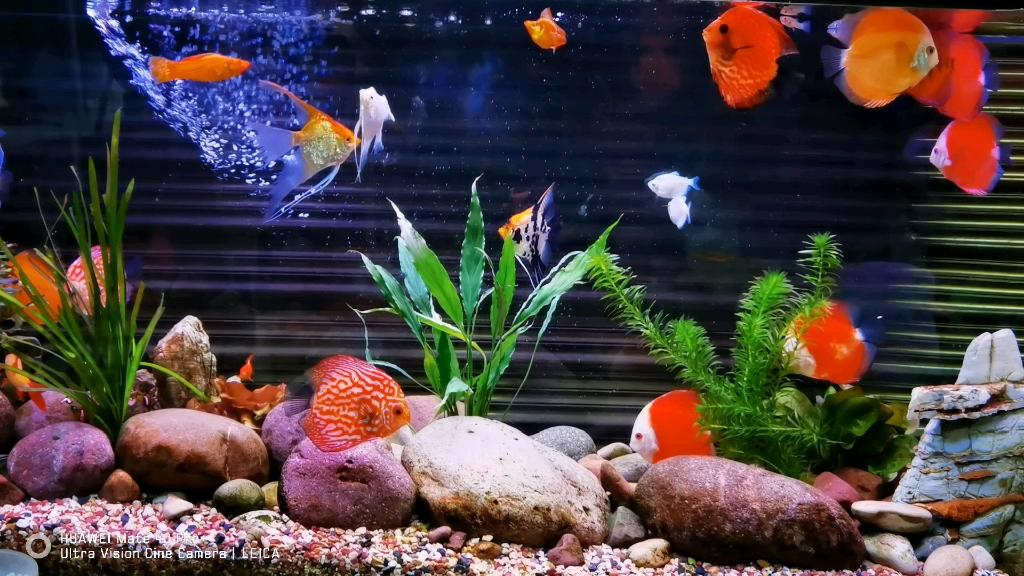 云南昆明官渡区最漂亮的鱼缸