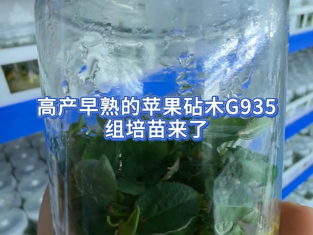 高产早熟的苹果砧木G935组培苗来了哔哩哔哩bilibili