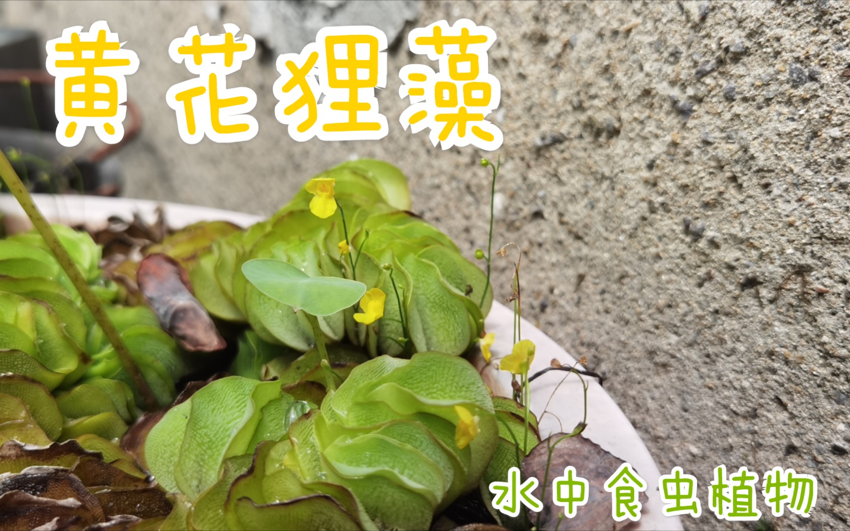 【食虫植物】丝叶狸藻 黄花狸藻哔哩哔哩bilibili