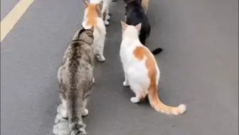 當貓咪去散步🤣