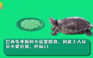 Tải video: 巴西龟冬眠怎么养