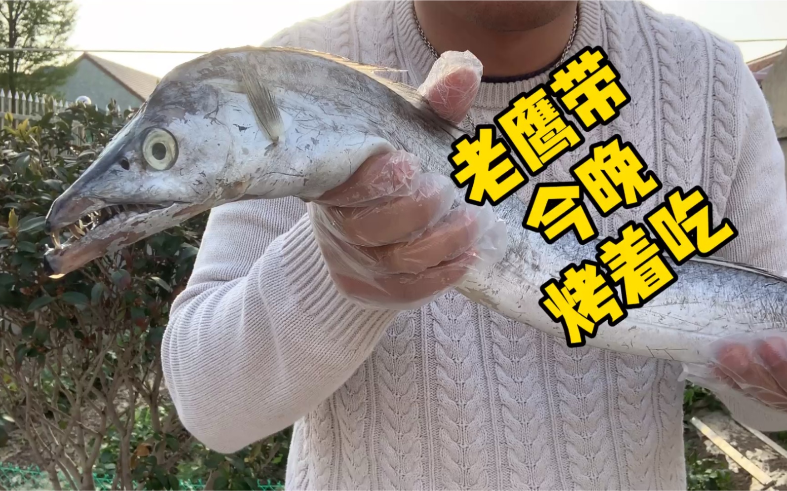 老鹰带,今晚烤着吃,知道什么是老鹰带吗?慢慢讲给你们听!