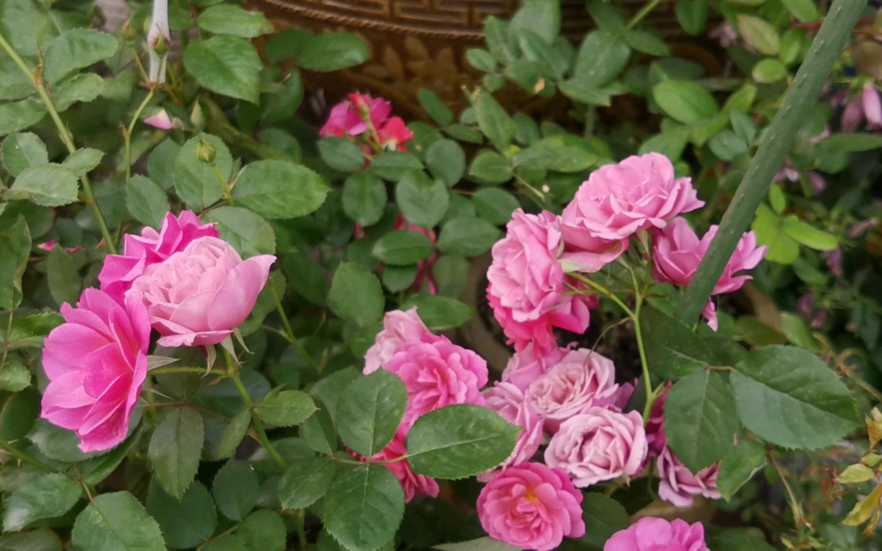 优秀多头的复古色丰花月季"葵" 春花欣赏