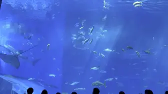 下载视频: 跟着蜡笔小新去冲绳美丽海水族馆啦