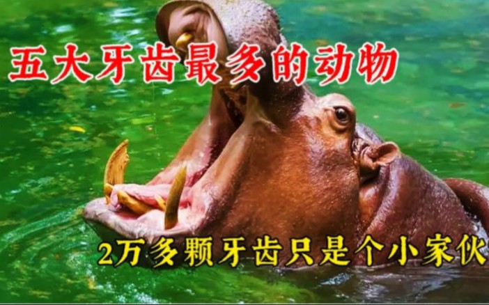 牙齿最多的动物你知道是谁吗?有上万颗牙齿是啥体验?