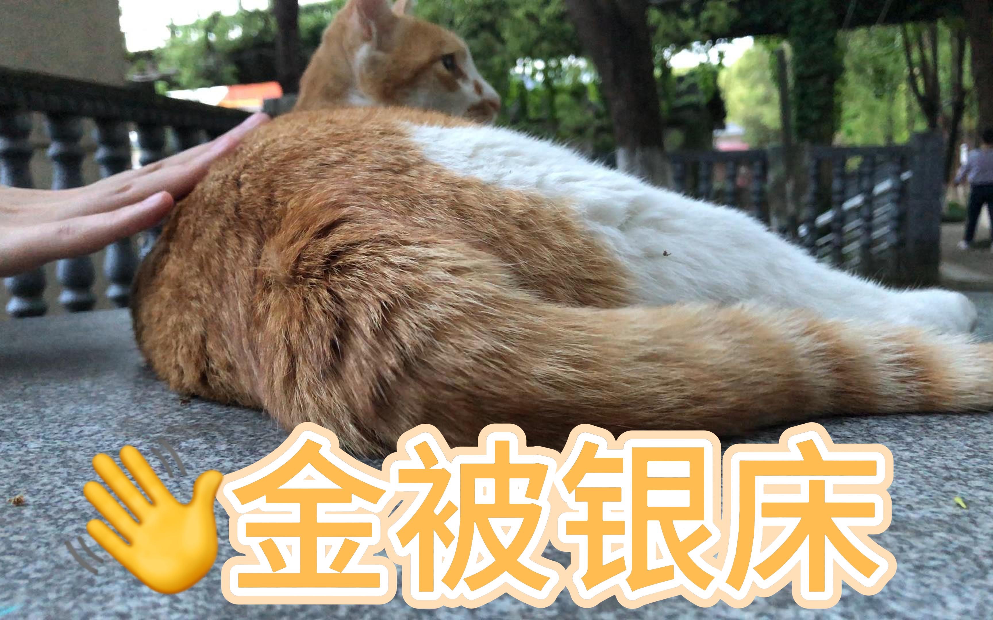 固"腚"机位撸"金被银床"