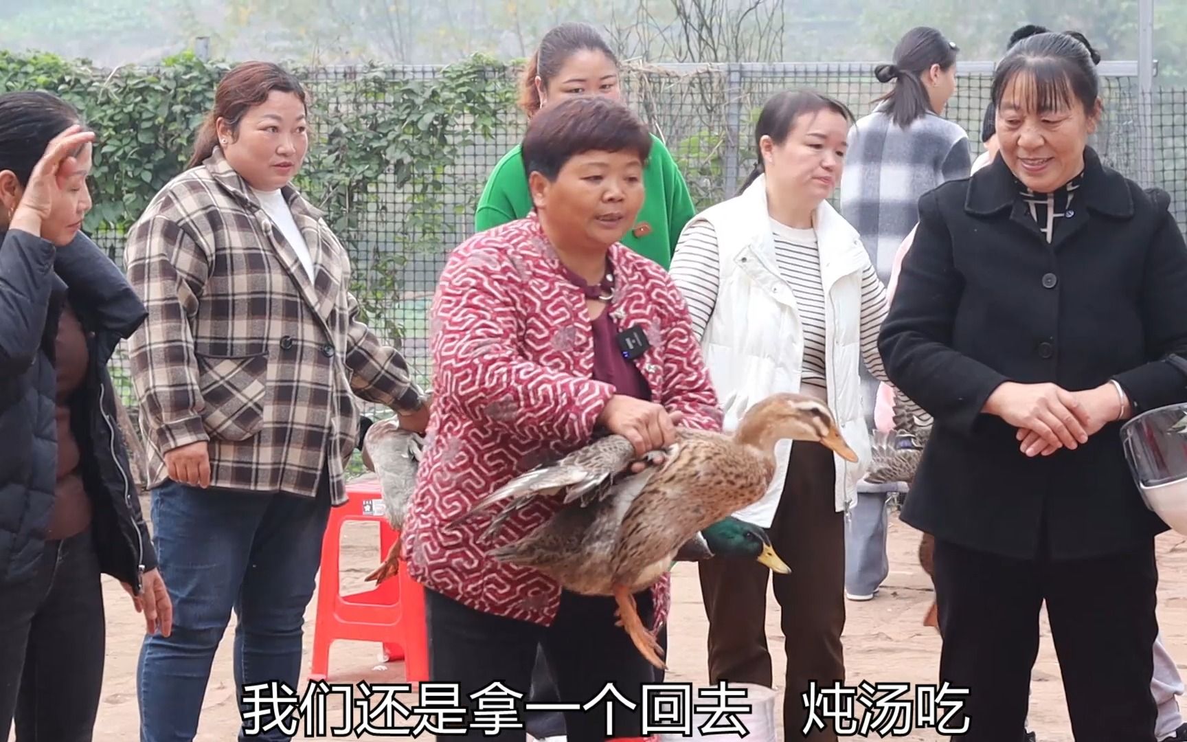 超妈家的鸭子终于开始售卖,姐妹们齐聚超妈家,买鸭子送豌豆尖哔哩哔哩bilibili