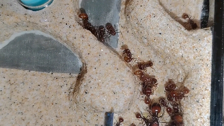 红胡须蚁换巢记录_哔哩哔哩 (゜-゜)つロ 干杯~-bilibili