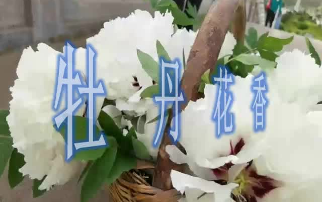 【渭源航拍】牡丹香飘渭河源哔哩哔哩bilibili