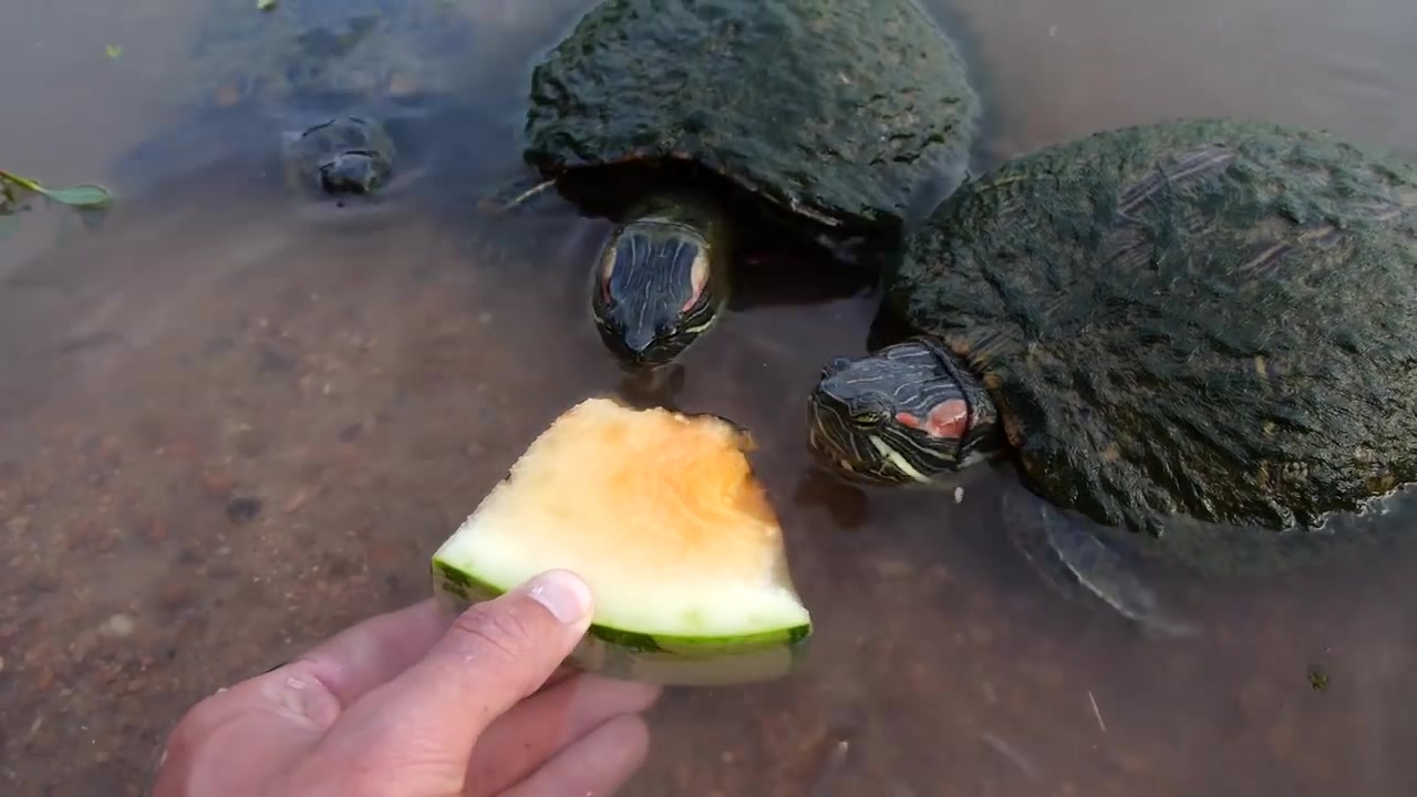 投食play!给乌龟喂披萨========