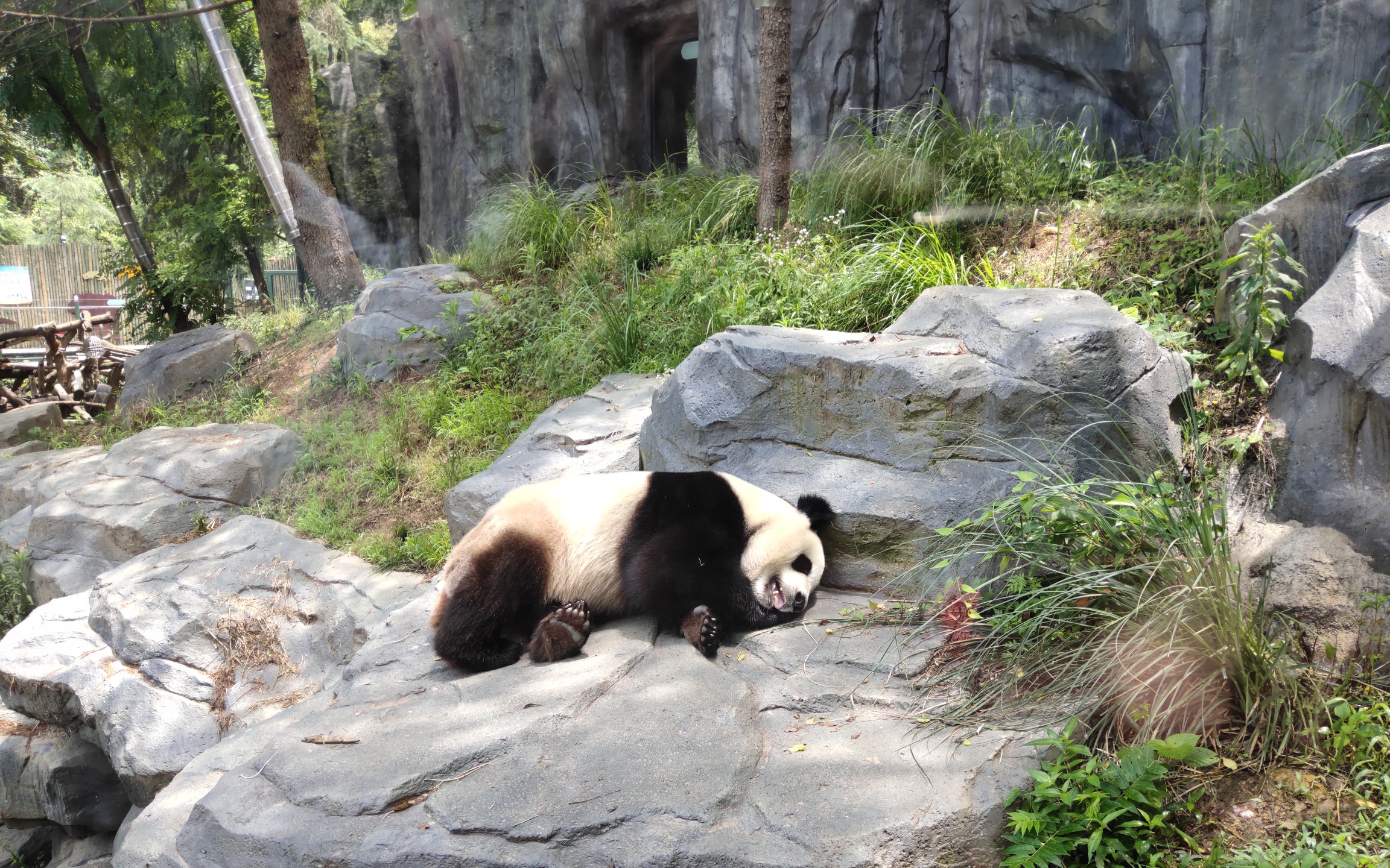 南京旅游红山森林动物园大熊猫