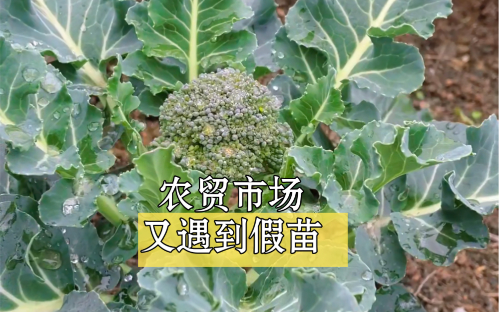 农贸市场买菜苗连续两次被骗,继假大头菜风波之后又遇问题西兰花哔哩哔哩bilibili