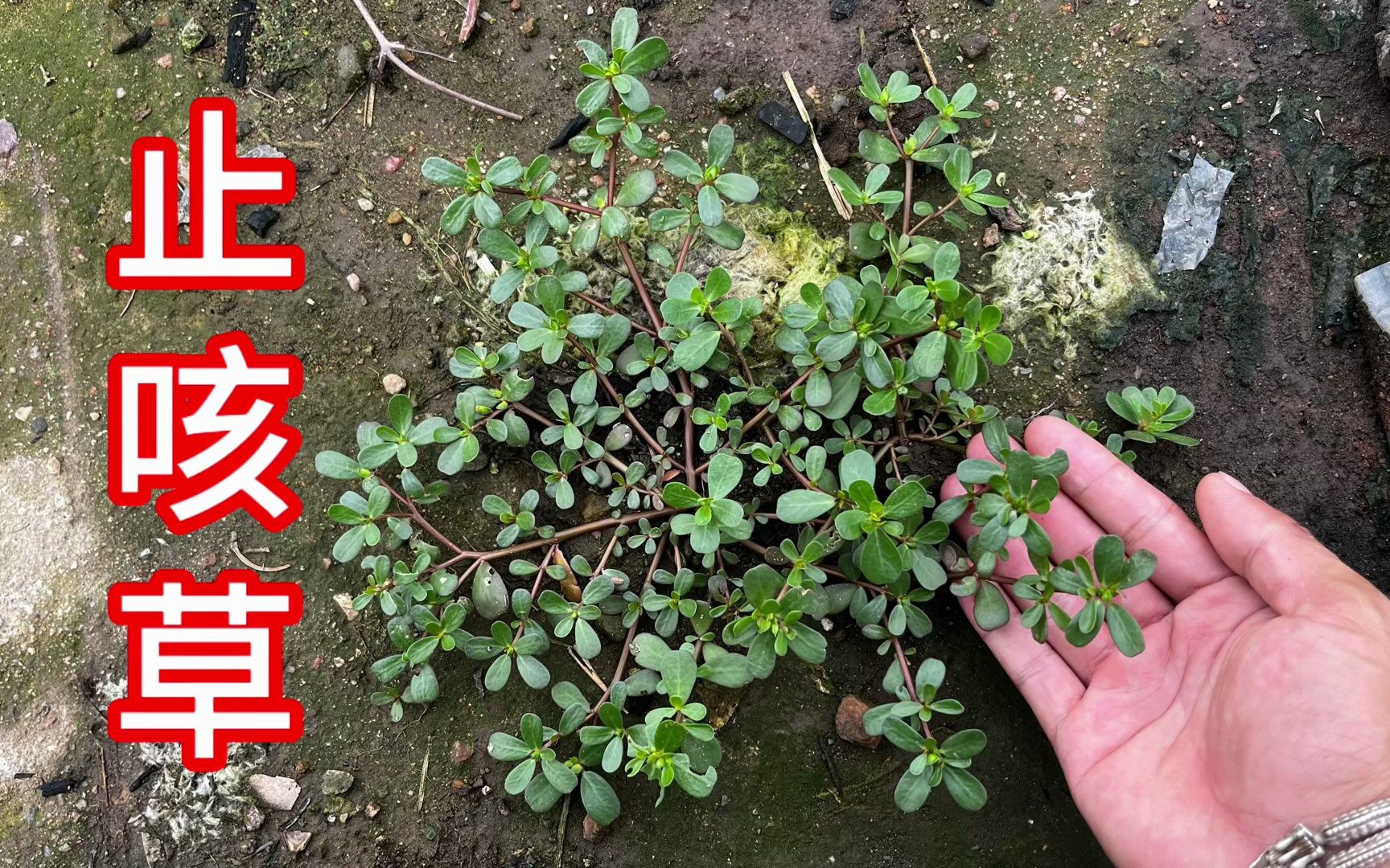 农村不起眼的"止咳草",很多人都不认识它,赶紧认识并且了解下