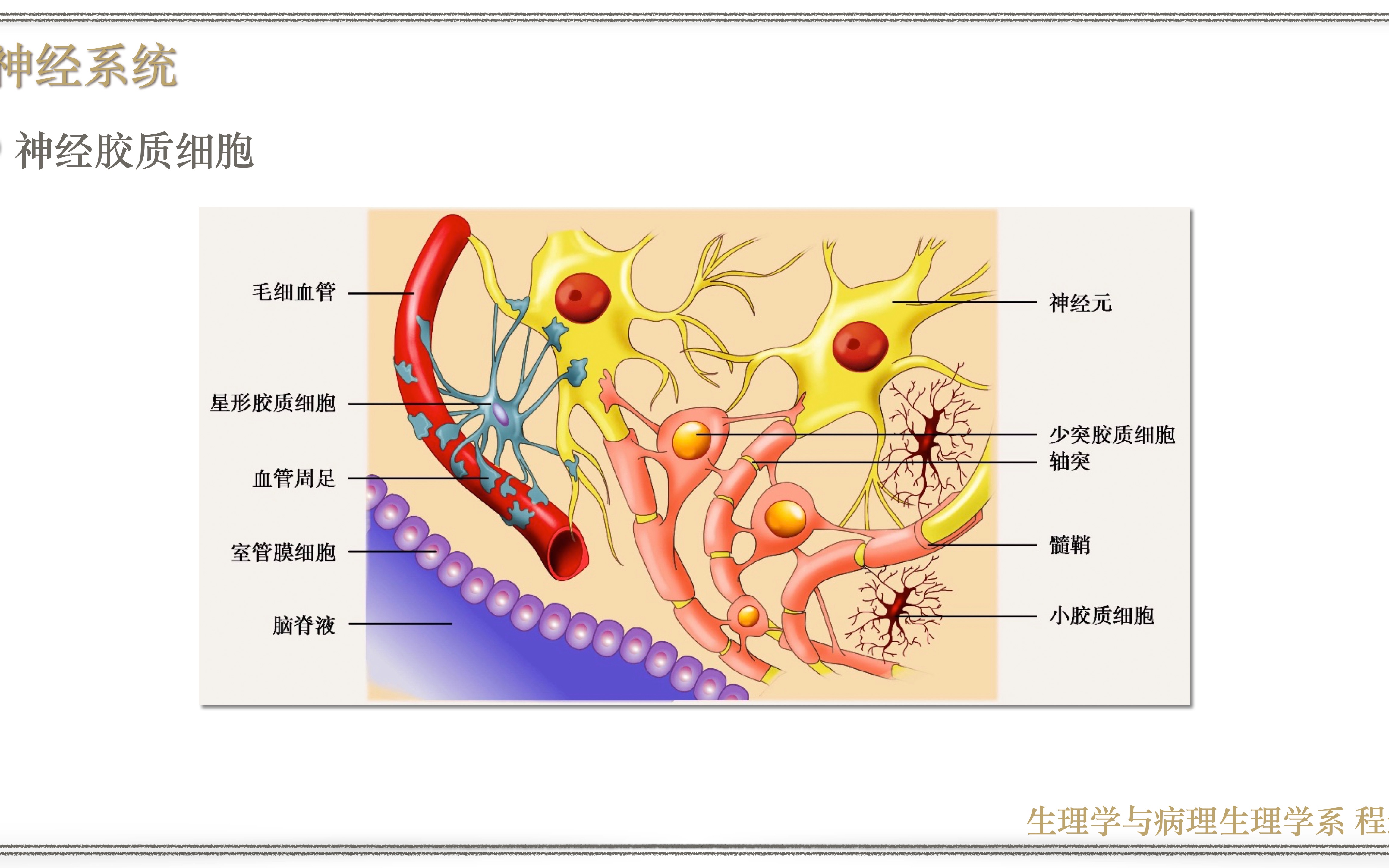 神经系统2神经胶质细胞哔哩哔哩bilibili