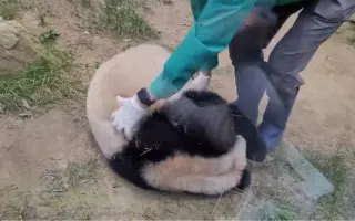 大熊猫福宝收猫被一路滚回家+华妮园欣吃播(无声短视频)