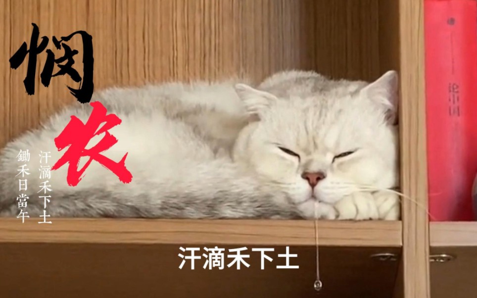 [图]猫版《悯农》：锄禾日当午