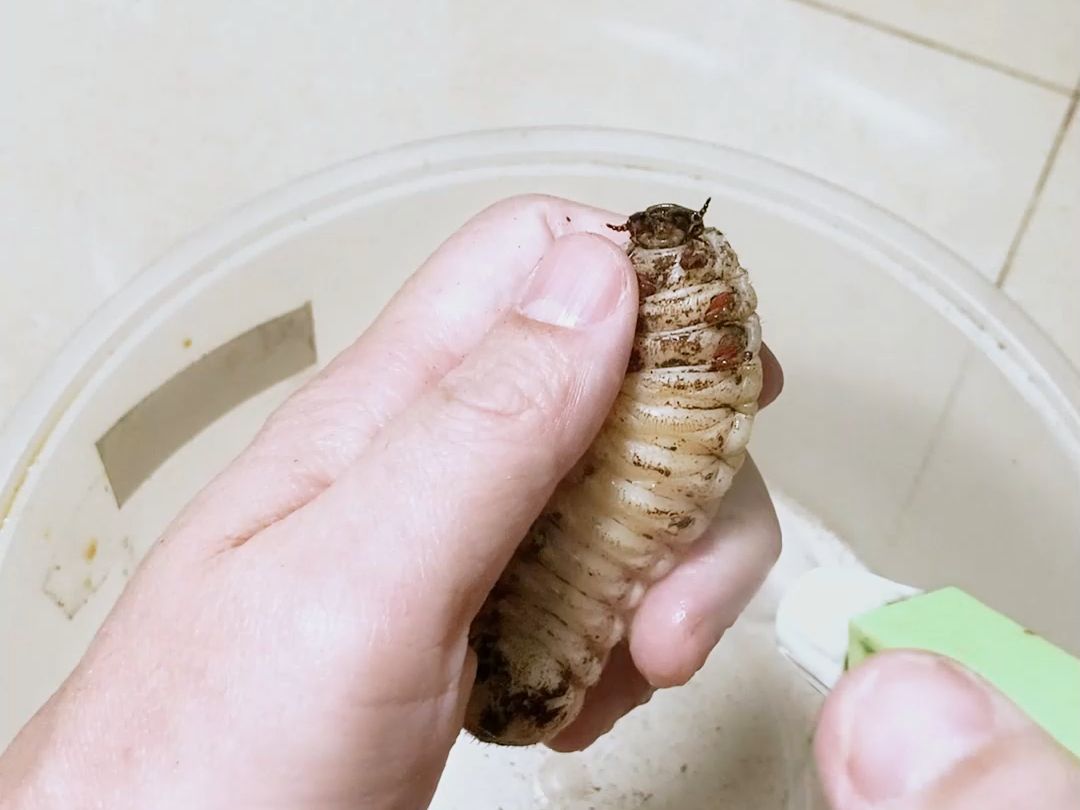 鸡母虫美肤滤镜:开