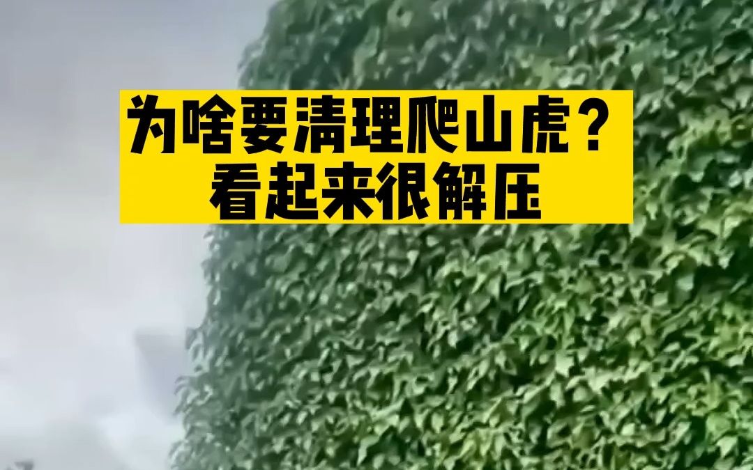 [图]为什么要清理墙上的爬藤植物？