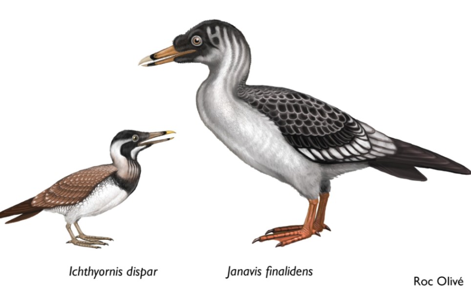 新化石颠覆鸟类进化树?聊聊真鸟类的起源与辐射演化哔哩哔哩bilibili