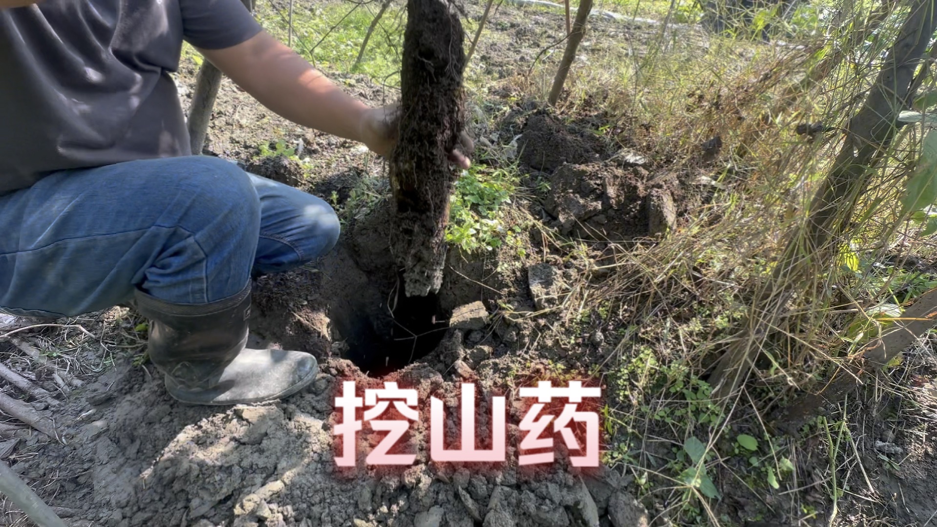 自己种植的野山药有几颗藤条干枯了,挖出来看看什么情况哔哩哔哩bilibili