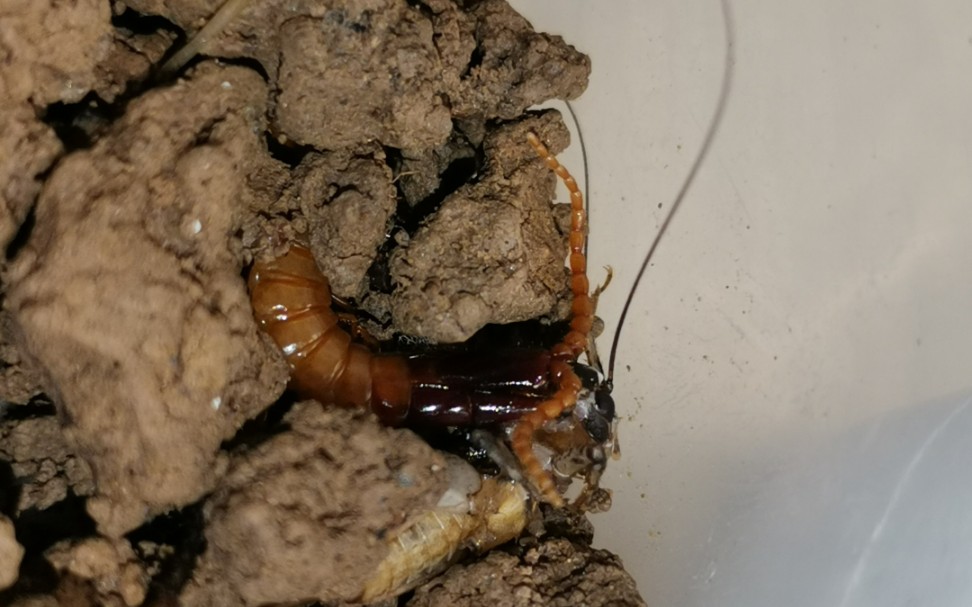 一大条地蜈蚣捕食蟋蟀