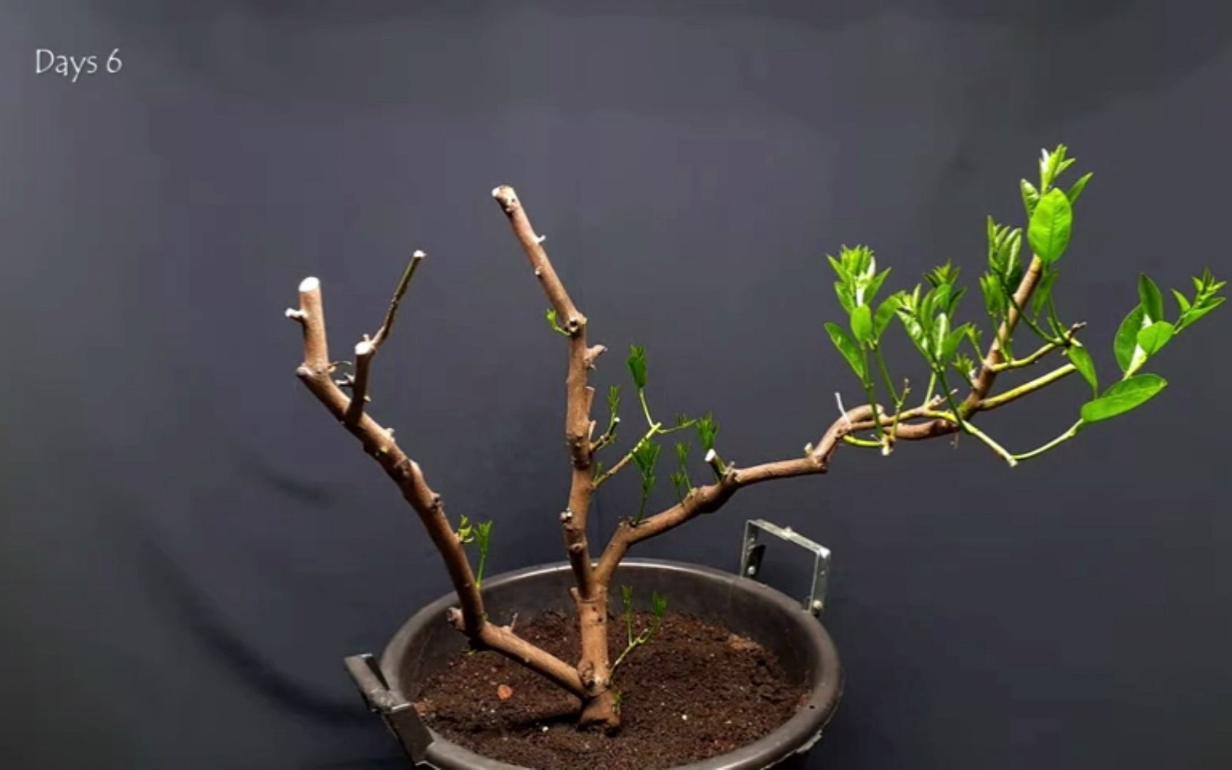 柠檬树发芽抽枝快进记录