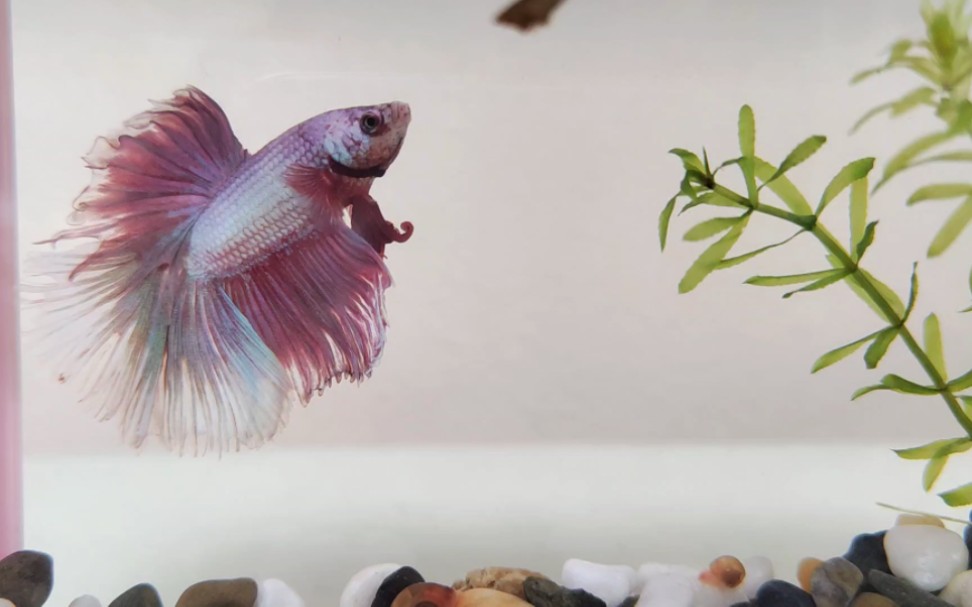 开心小熊 斗鱼 青鳉