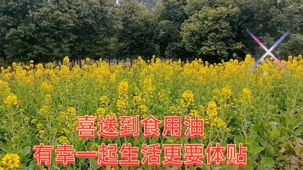 美丽的油菜花盛开美景,油菜花美丽动人,金黄色的鲜花真漂亮!哔哩哔哩bilibili