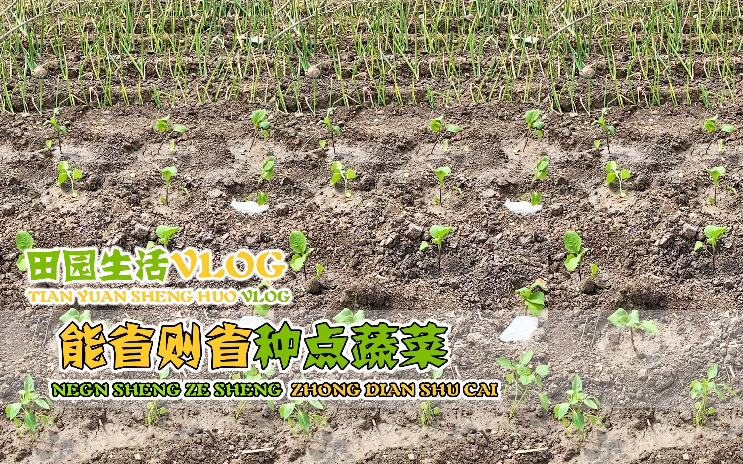 回忆篇  自己种点蔬菜吃着放心 最关键是节约成本!哔哩哔哩bilibili