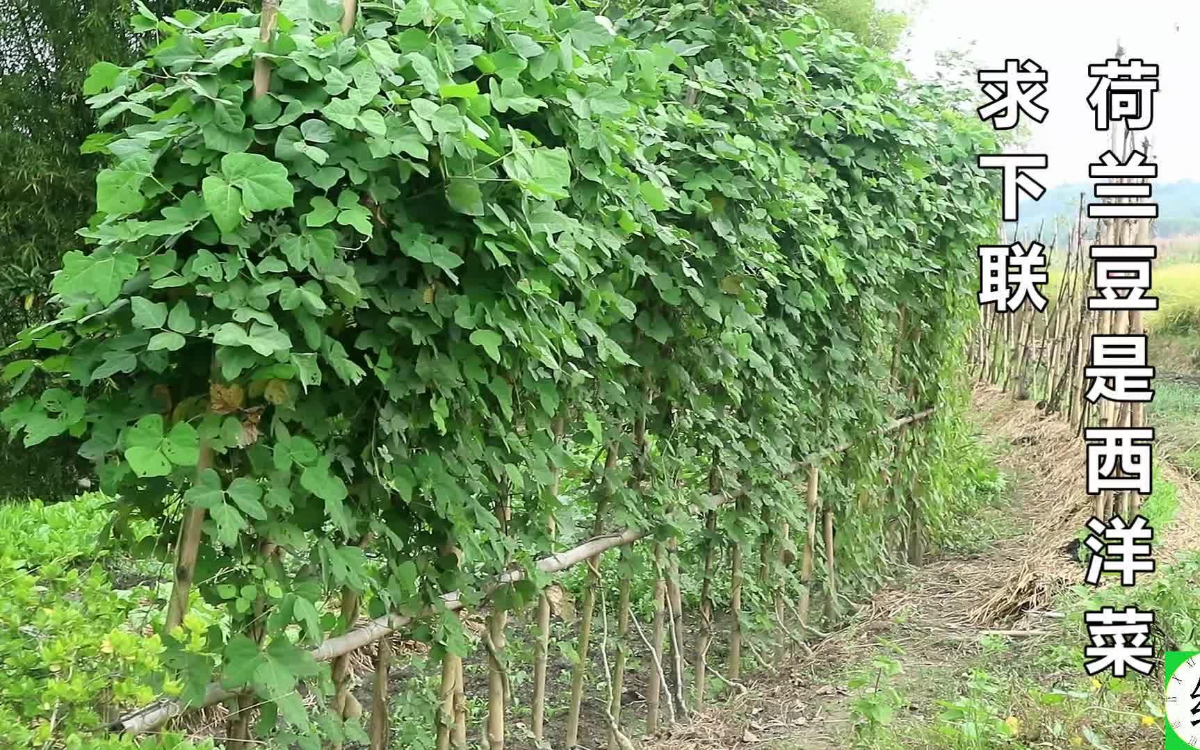 农村的西洋菜和荷兰豆你吃过吗,荷兰豆是西洋菜,求下句哔哩哔哩bilibili