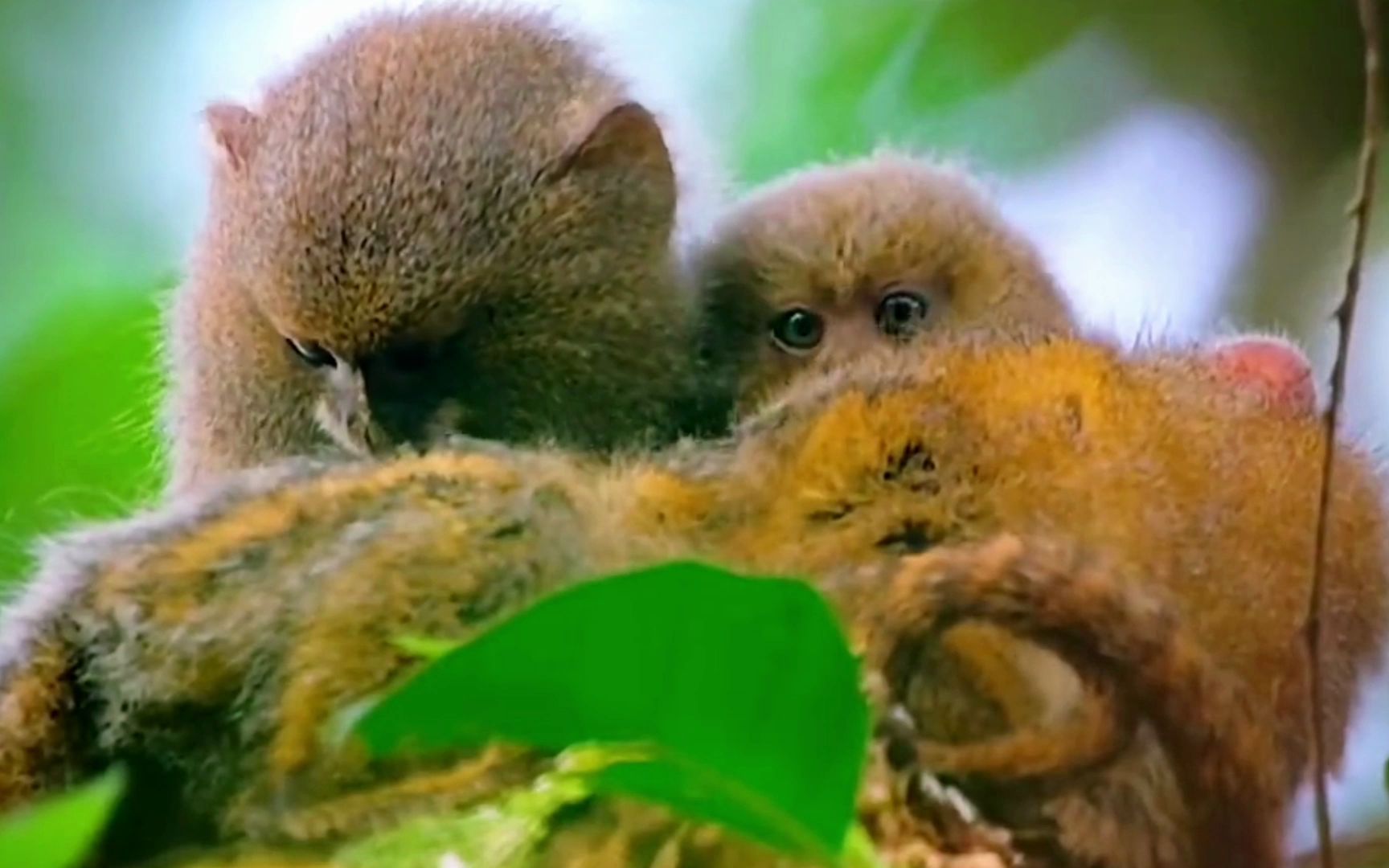 动物世界,超可爱的小猕猴