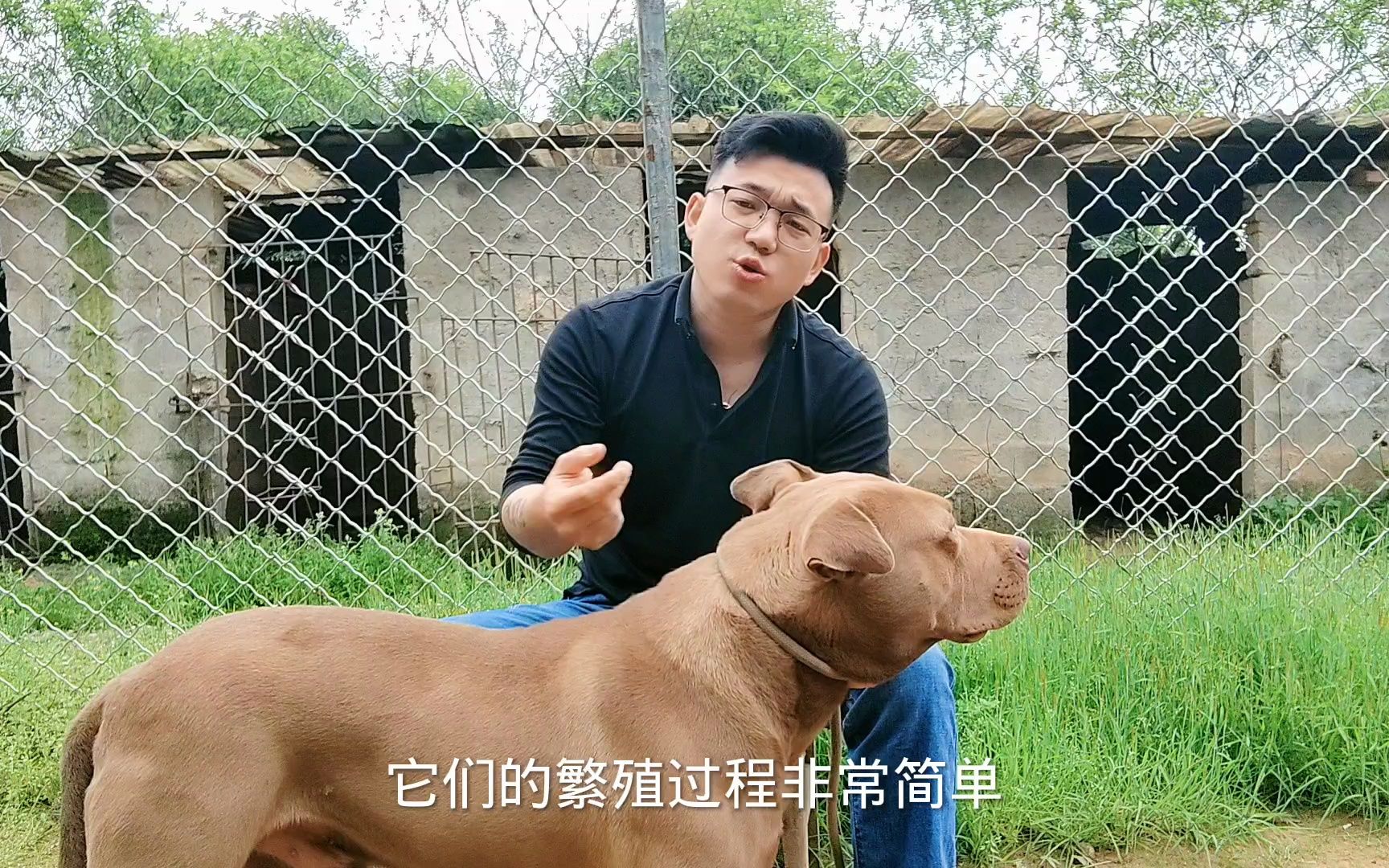 猪獒犬陕罗犬为什么外观霸气,却很难养活,真相解答哔哩哔哩bilibili