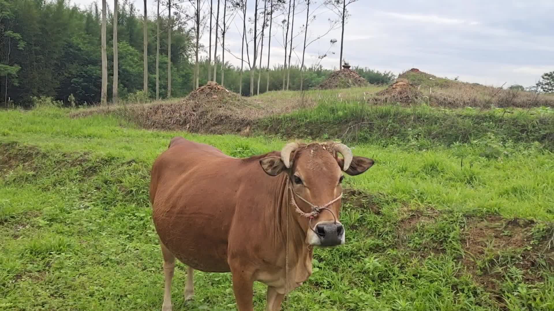 父子跟牛主到野外看几头牛,有2头土牛要13900,这