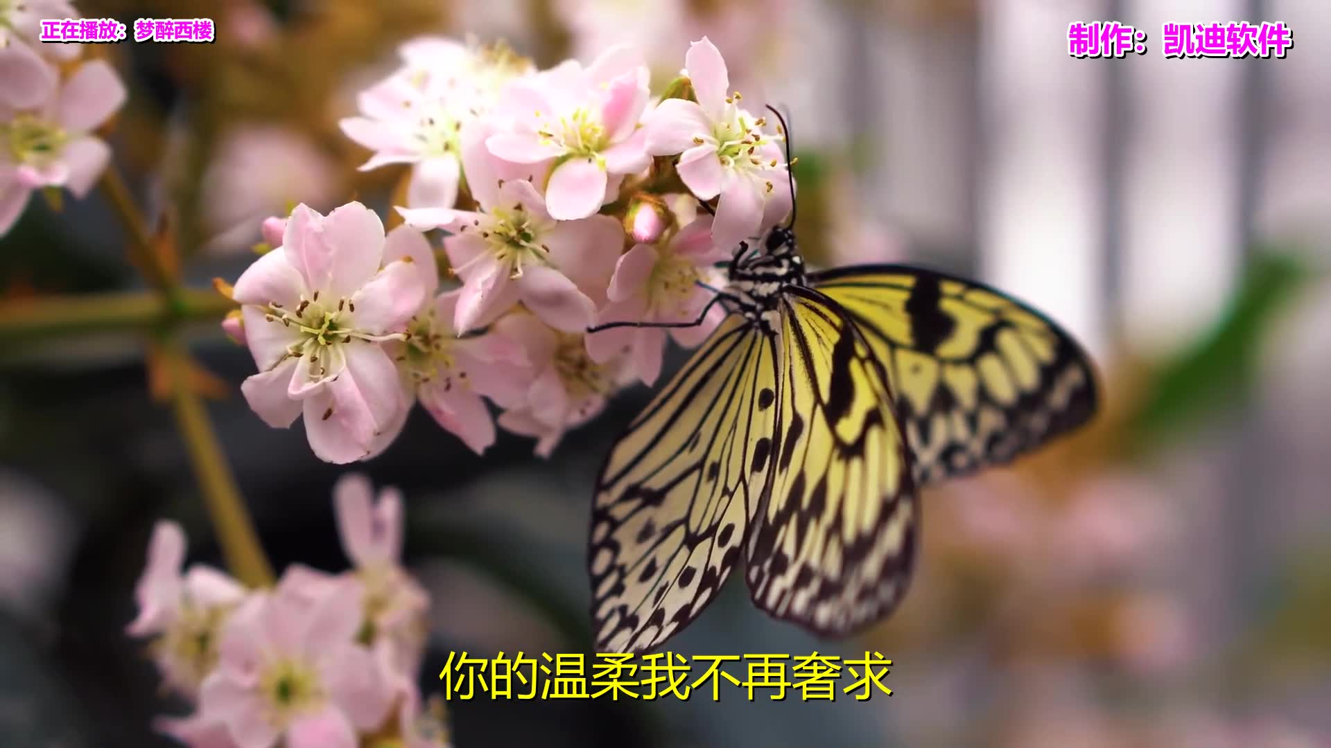 [图]经典老歌：《梦醉西楼》送给亲爱的你，好听更好看