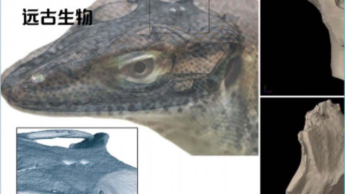 拥有两只“天眼”的远古生物-夏延公园-夏延公园-哔哩哔哩视频