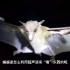 蝙蝠是怎么利用超声波来“看”东西的呢？