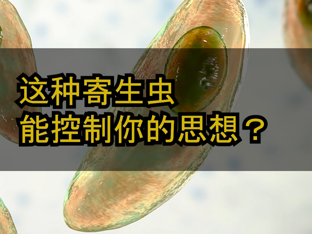 【弓形虫】这种寄生虫能控制你的思想?【灰细胞】哔哩哔哩bilibili