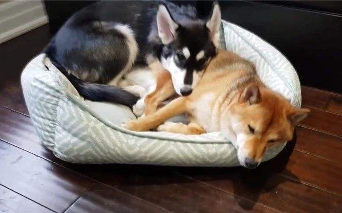 【柴哈组】magic world|甜奶hp au(桃子生快求赐名_(:з」∠)